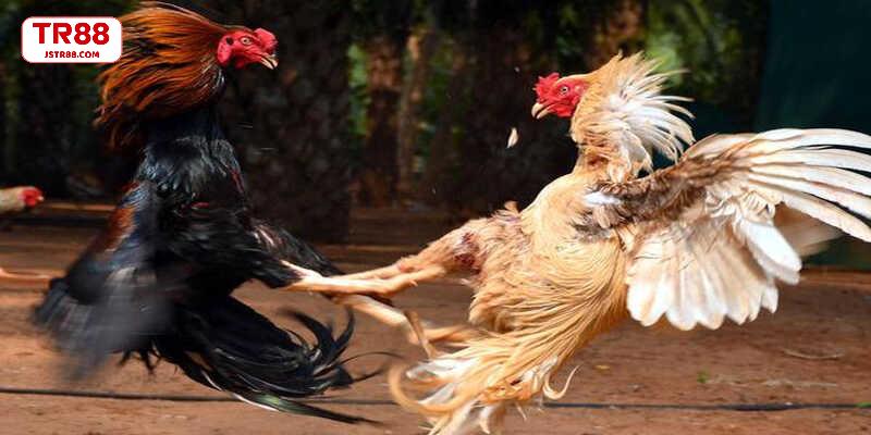 Đặc điểm nhận dạng gà chọi chuẩn xác nhất