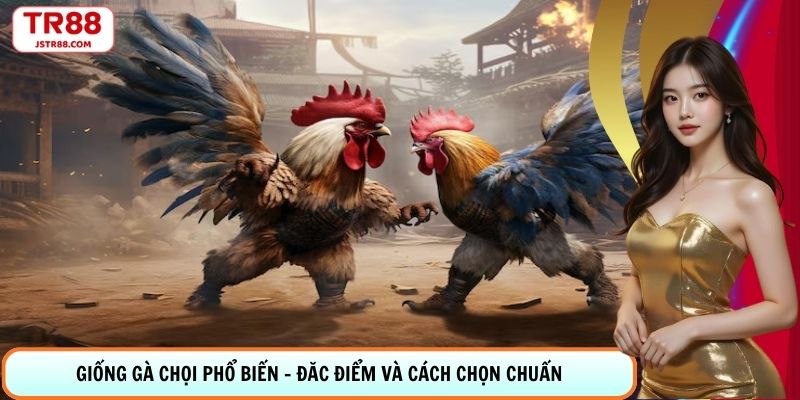 Giống Gà Chọi Phổ Biến - Đặc Điểm Và Cách Chọn Chuẩn