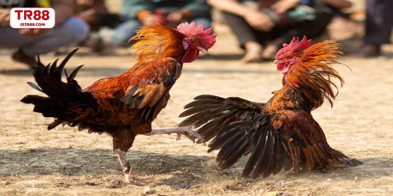 Lịch sử chọi gà Philippines qua nhiều thế kỷ phát triển